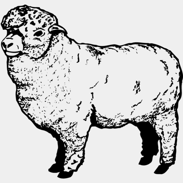 SHEEP004 Thumbnail