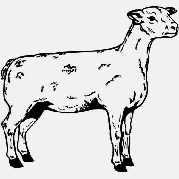 SHEEP005 Thumbnail