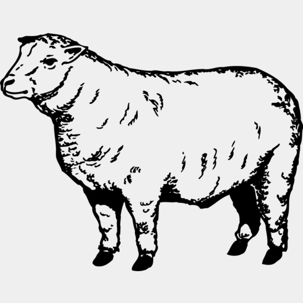 SHEEP007 Thumbnail