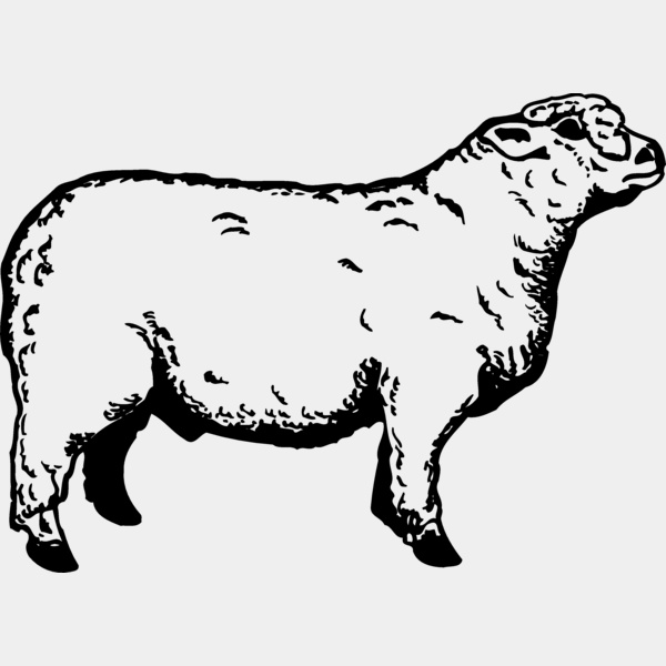 SHEEP011 Thumbnail