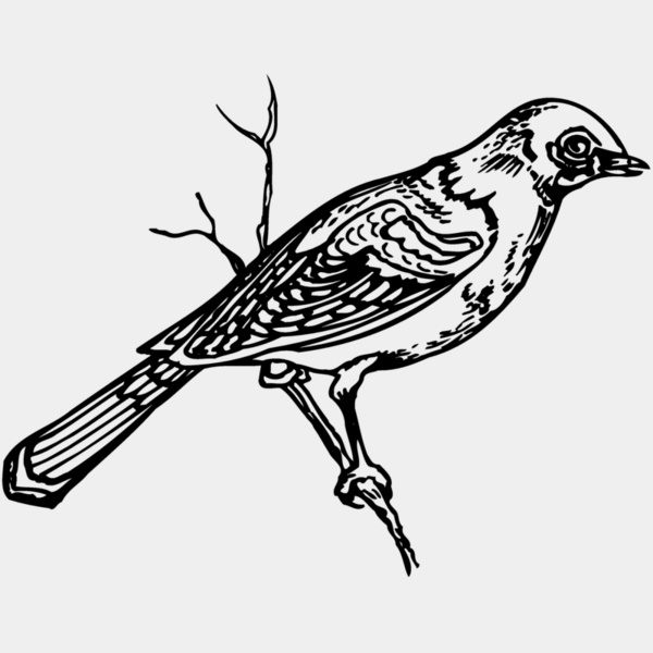 BIRD020 Thumbnail