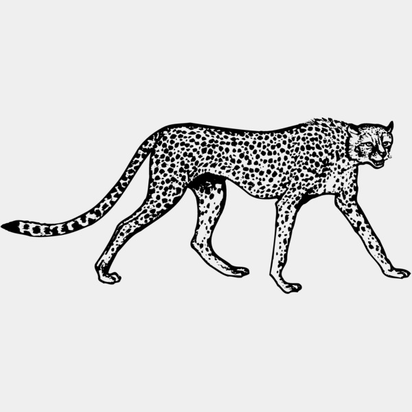 CHEETA02 Thumbnail